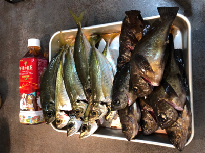 メバル時々アジ