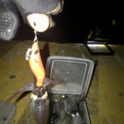 地合いは突然＼(^o^)／