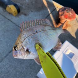 色々釣れました。