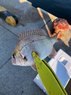 色々釣れました。