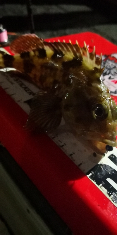 アジング練習 230