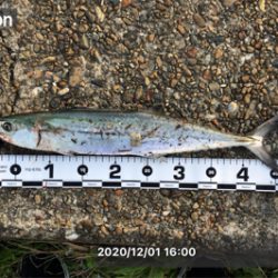 朝マズメと夕マズメ