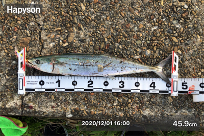 朝マズメと夕マズメ