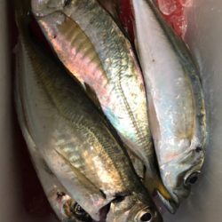 ちょっとだけアジング