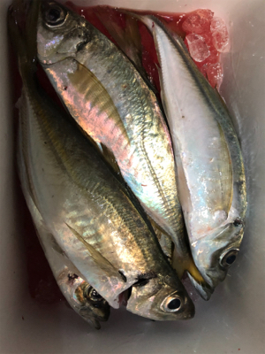 ちょっとだけアジング