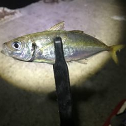 連夜のアジング