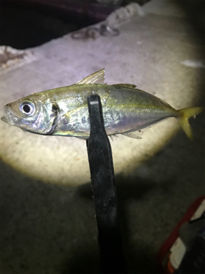 連夜のアジング