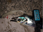 たくさんのお土産をお持ち帰りできました