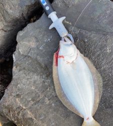 朝マズメのヒラメ釣果!!