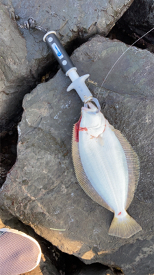 朝マズメのヒラメ釣果!!