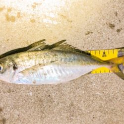 やったぜ！尺アジいただき！