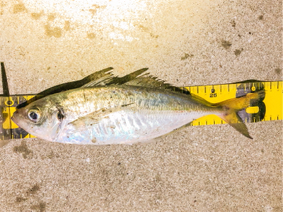 やったぜ！尺アジいただき！