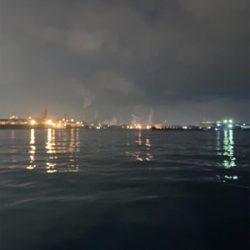 岸壁まで追ってきて手前で捕食