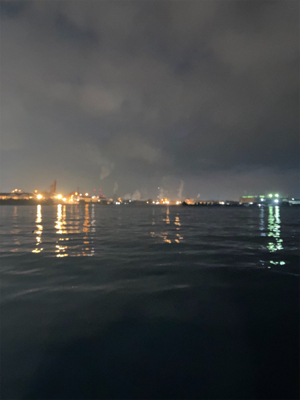 岸壁まで追ってきて手前で捕食