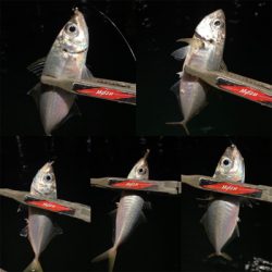 アジミルク　バチ　オキアミ赤ラメ