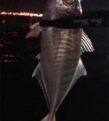 アジングナイト(もう終了？)