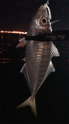 アジングナイト(もう終了？)