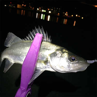 大阪湾奥アジング アジはどこへ？