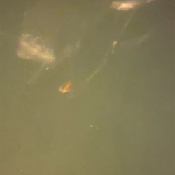 アジングでハゼ！