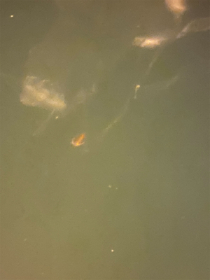 アジングでハゼ！