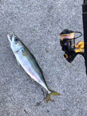 ギリ鰆61センチ。鯖36センチ。。。