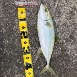 プリっプリのハマチ