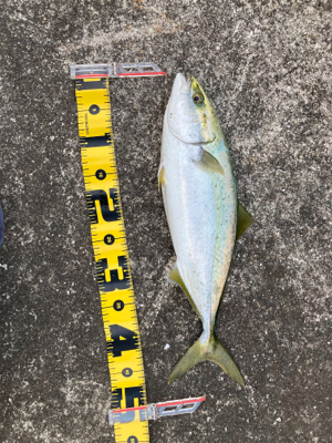 プリっプリのハマチ