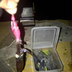 プチ1091モード ヒイカ釣り＼(^o^)／