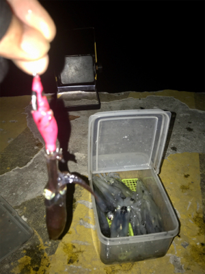 プチ1091モード ヒイカ釣り＼(^o^)／