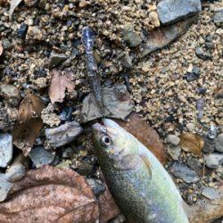 水無瀬　トラウト