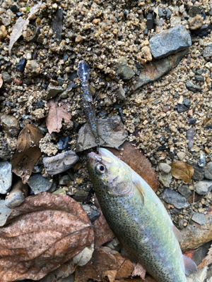 水無瀬　トラウト