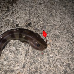 穴子リベンジ！