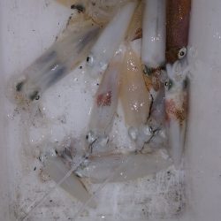 アジング練習 232