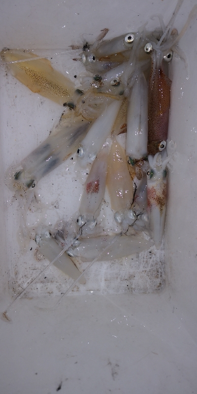 アジング練習 232