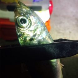 アジング？メバリング？