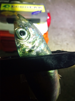 アジング？メバリング？