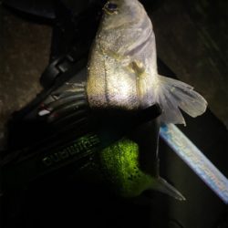 中央市場近くで五目釣り