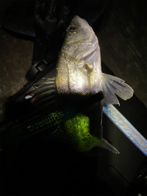 中央市場近くで五目釣り