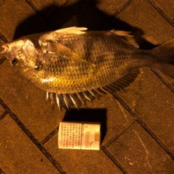 タチウオ居なかったです