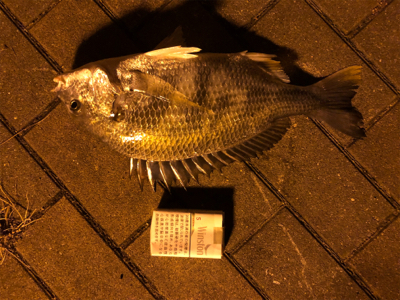 タチウオ居なかったです