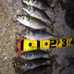 先週より型アップ