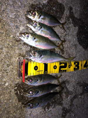 先週より型アップ