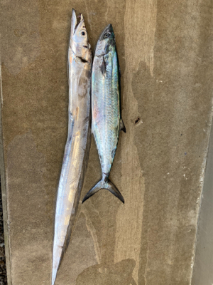 サゴシ&タチウオ釣果！！ただ巻きで釣れる！