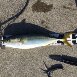 ハマチ48センチ。。。