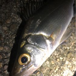 都市型河川シーバス!