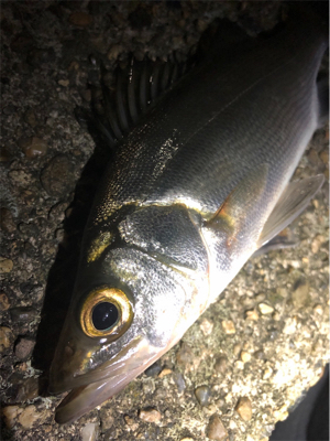 都市型河川シーバス!