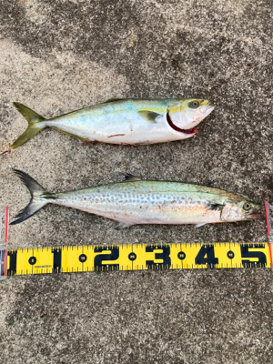 2日連続ハマチ&サゴシ