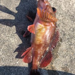 遠征したけど渋い