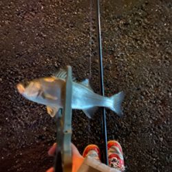 初めてのキャロ