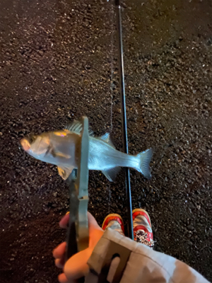 初めてのキャロ